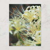 White Spider Lily Briefkaart (Voorkant)