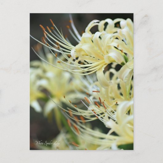 White Spider Lily Briefkaart (Voorkant)