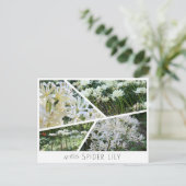 White Spider Lily Briefkaart (Staand voorkant)