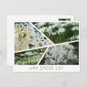 White Spider Lily Briefkaart (Voorkant / Achterkant)