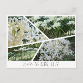 White Spider Lily Briefkaart