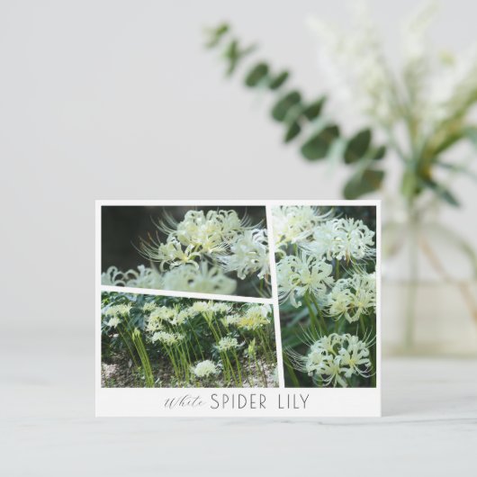 White Spider Lily Briefkaart (Staand voorkant)