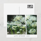 White Spider Lily Briefkaart (Voorkant / Achterkant)
