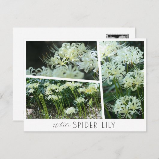 White Spider Lily Briefkaart (Voorkant / Achterkant)