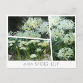 White Spider Lily Briefkaart (Voorkant)