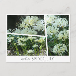 White Spider Lily Briefkaart