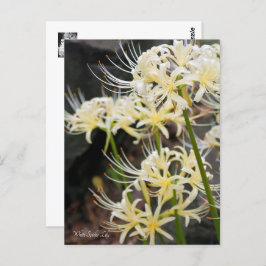 White Spider Lily Briefkaart