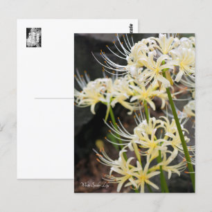 White Spider Lily Briefkaart