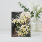 White Spider Lily Briefkaart (Staand voorkant)