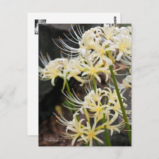 White Spider Lily Briefkaart (Voorkant / Achterkant)