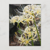 White Spider Lily Briefkaart (Voorkant)