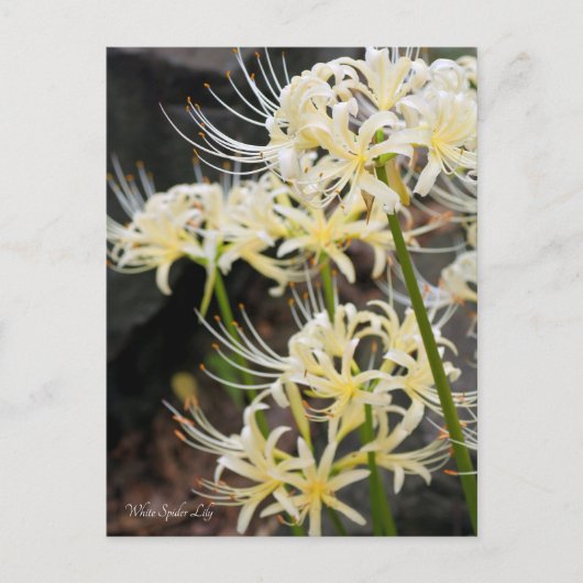 White Spider Lily Briefkaart (Voorkant)