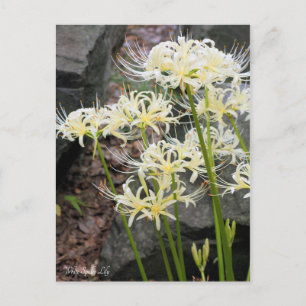 White Spider Lily ［ Briefkaart ］