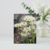White Spider Lily ［ Briefkaart ］ (Staand voorkant)