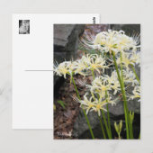 White Spider Lily ［ Briefkaart ］ (Voorkant / Achterkant)