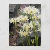 White Spider Lily ［ Briefkaart ］ (Voorkant)