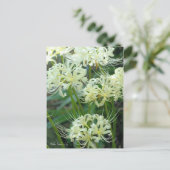 White Spider Lily ［ Briefkaart ］ (Staand voorkant)