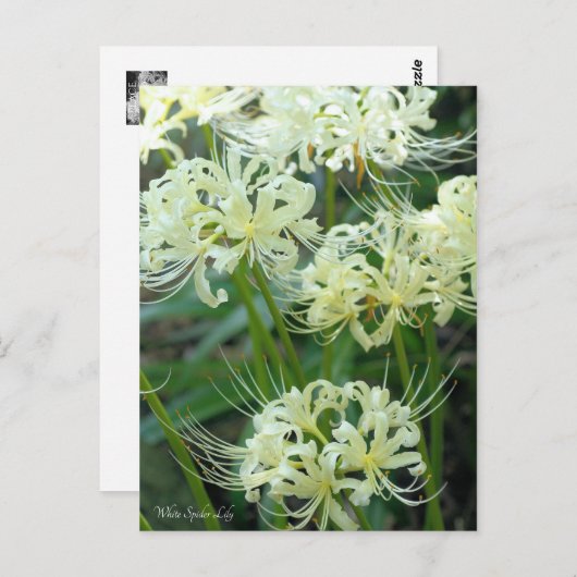 White Spider Lily ［ Briefkaart ］ (Voorkant / Achterkant)