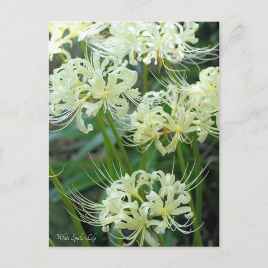 White Spider Lily ［ Briefkaart ］ (Voorkant)