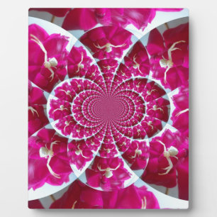 White Spider op een mooie rode rode rozenplaque Fotoplaat