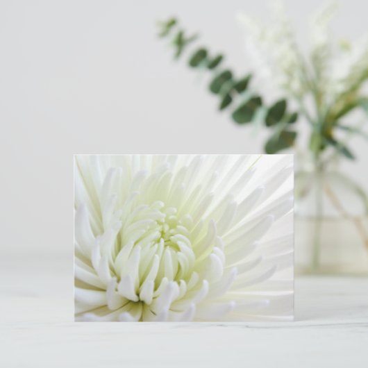White Spidermum Flower Briefkaart (Staand voorkant)