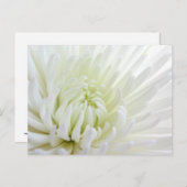 White Spidermum Flower Briefkaart (Voorkant / Achterkant)