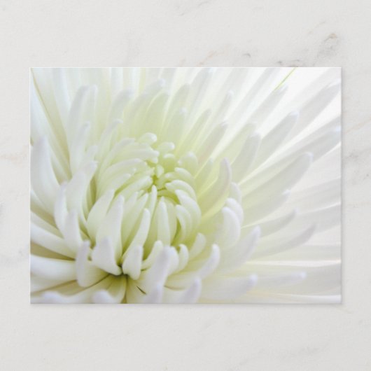 White Spidermum Flower Briefkaart (Voorkant)