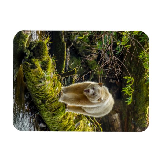 White Spirit Beer | British Columbia, Canada Magneet (Horizontaal)