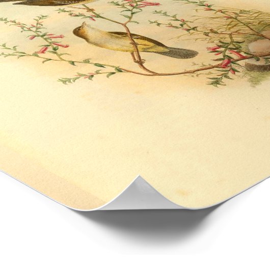 White Spotted Flycatcher Bird  Print (Hoek)