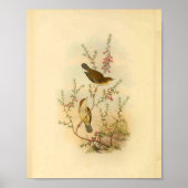 White Spotted Flycatcher Bird  Print (Voorkant)