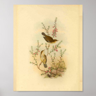 White Spotted Flycatcher Bird Print