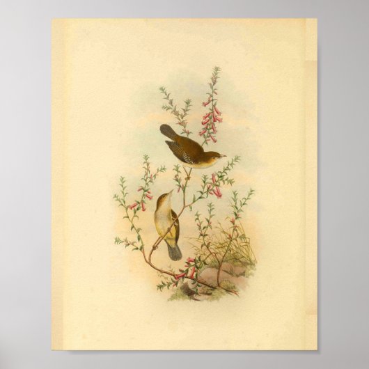White Spotted Flycatcher Bird  Print (Voorkant)