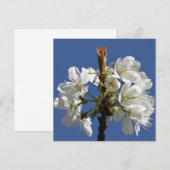 White Spring Bloom (Voorkant / Achterkant)