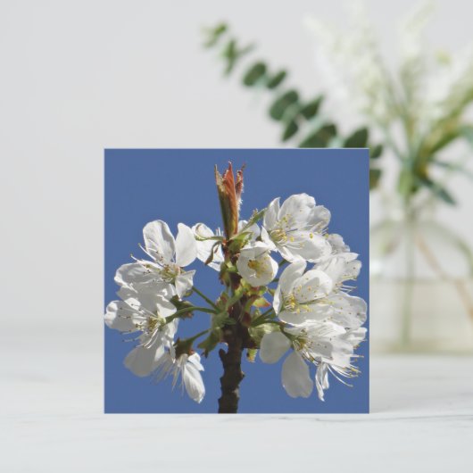 White Spring Bloom (Staand voorkant)