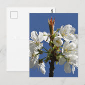 White Spring Bloom Briefkaart (Voorkant / Achterkant)