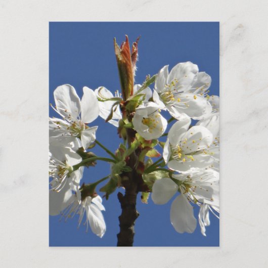 White Spring Bloom Briefkaart (Voorkant)