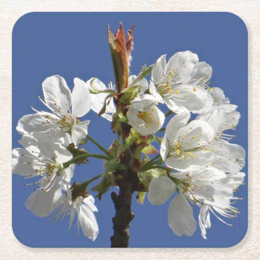 White Spring Bloom Kartonnen Onderzetters (Voorkant)