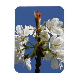 White Spring Bloom Magneet