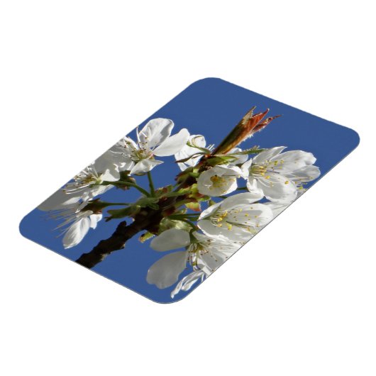 White Spring Bloom Magneet (Linkerzijde)