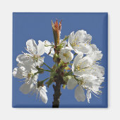White Spring Bloom Magneet (Voorkant)