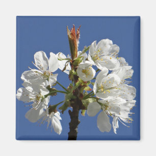 White Spring Bloom Magneet