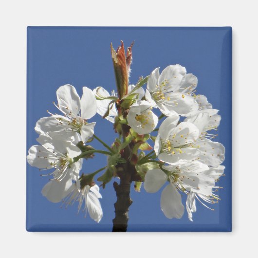 White Spring Bloom Magneet (Voorkant)