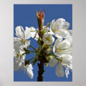 White Spring Bloom Poster (Voorkant)