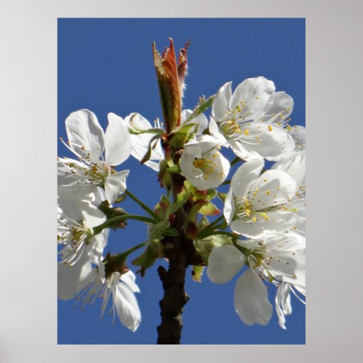 White Spring Bloom Poster (Voorkant)