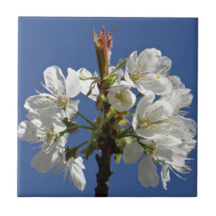 White Spring Bloom Tegeltje