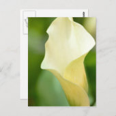 White Spring Calla Lily Briefkaart (Voorkant / Achterkant)