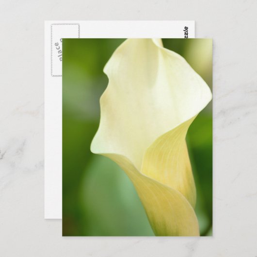 White Spring Calla Lily Briefkaart (Voorkant / Achterkant)