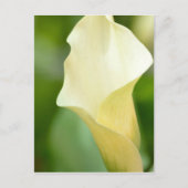 White Spring Calla Lily Briefkaart (Voorkant)