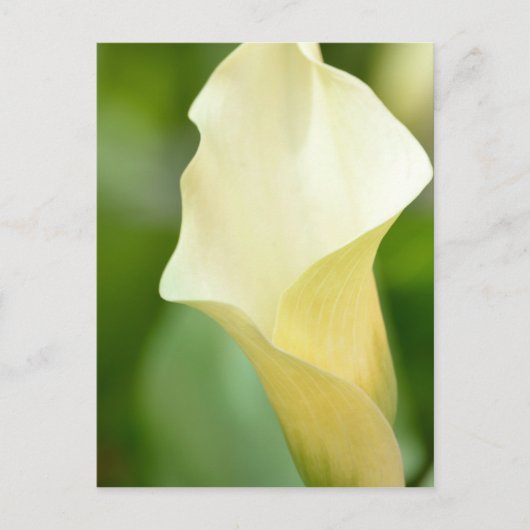 White Spring Calla Lily Briefkaart (Voorkant)