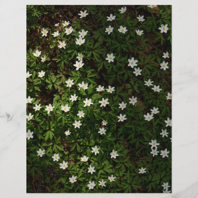 White spring flowers in woodland Scrapbook Paper (Voorkant)